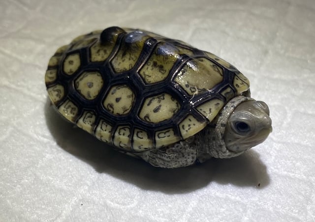 ホワイトヘッド血統