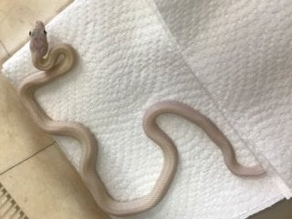 テキサスラットスネーク リューシスティック