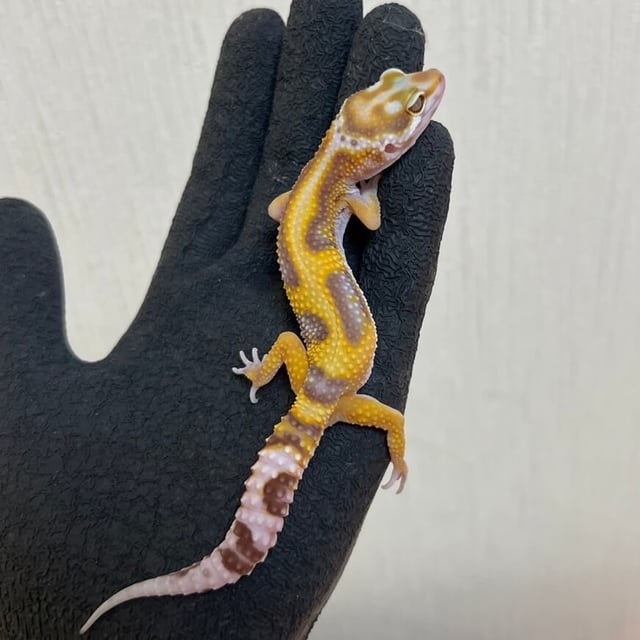タンジェリンアルビノ