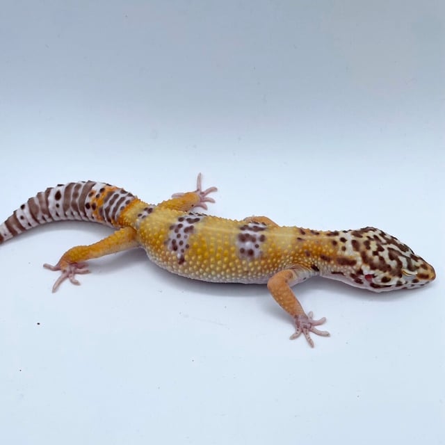 ベル