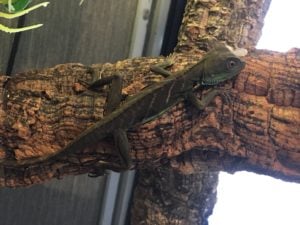 ウォータードラゴン
