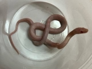 コーンスネーク ブリザード