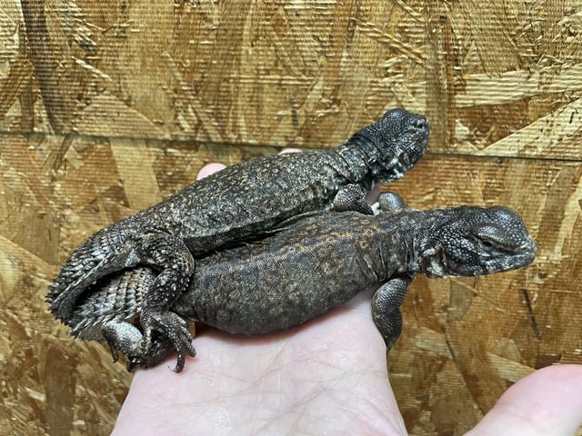 アガマ