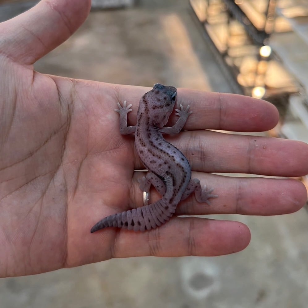 ニシアフリカトカゲモドキ ホワイトアウトオレオパターンレス