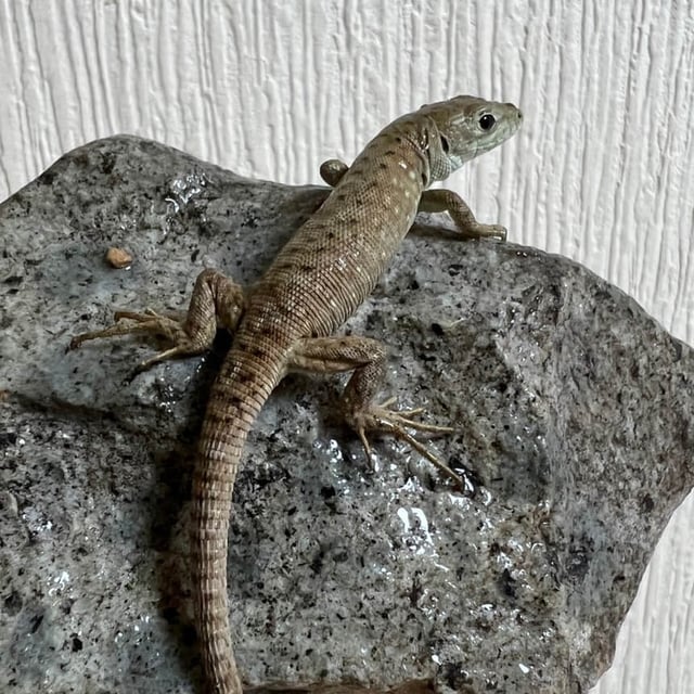 カナヘビ