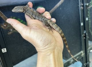 イグアナ 