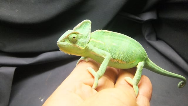 カメレオン