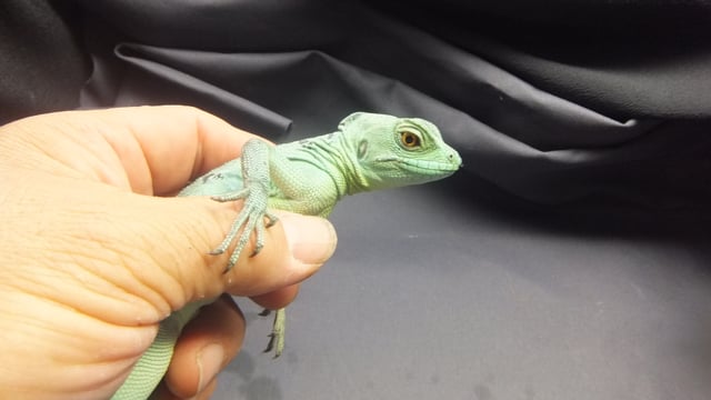 バシリスク