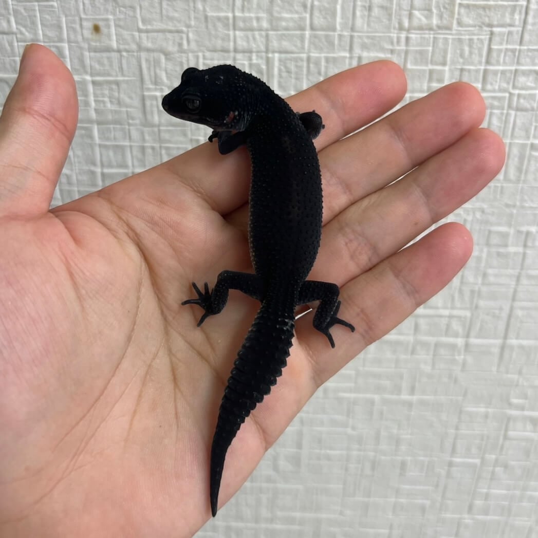 ヒョウモントカゲモドキ ブラックナイト