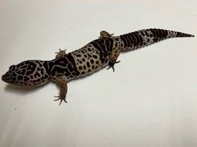 ダイオウトカゲモドキ 