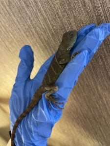 ウォータードラゴン