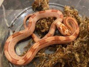 アルビノスポテッドキューブ