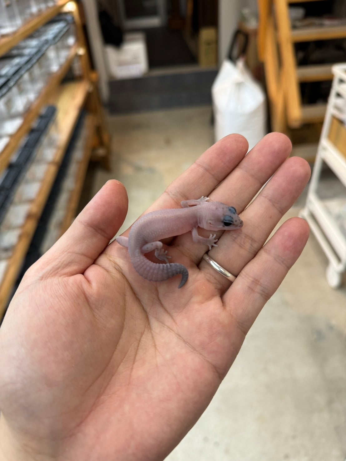 ニシアフリカトカゲモドキ オレオパティhetアメル