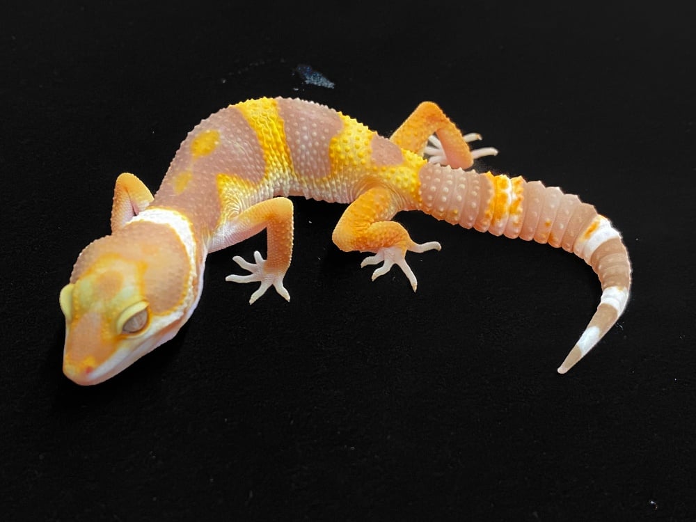 ヒョウモントカゲモドキ タンジェリントレンパー