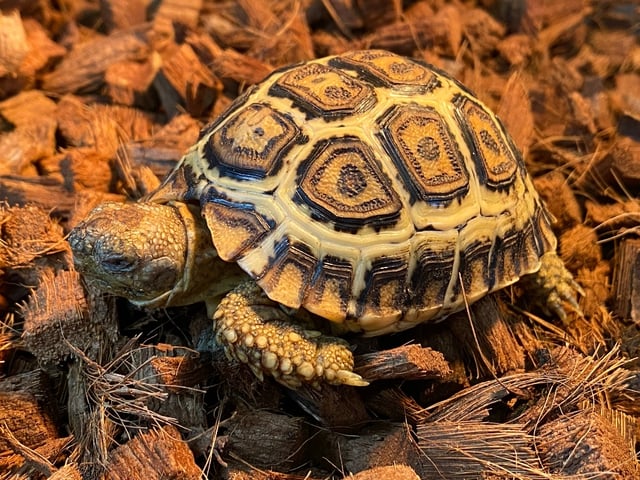 ヒョウモンリクガメ