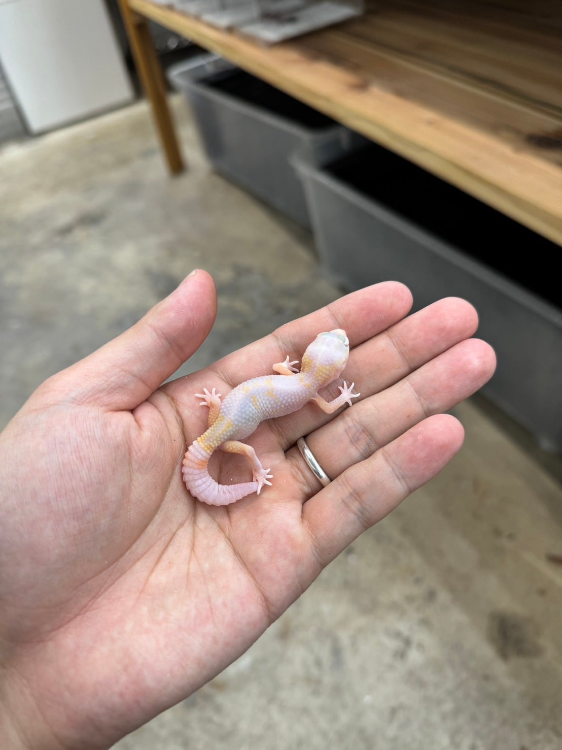 ニシアフリカトカゲモドキ ラキビノhetズールー
