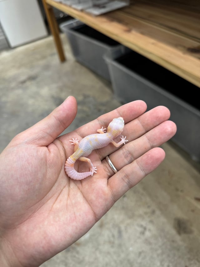 ラキビノhetズールー