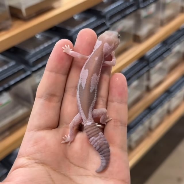 スノーズールー