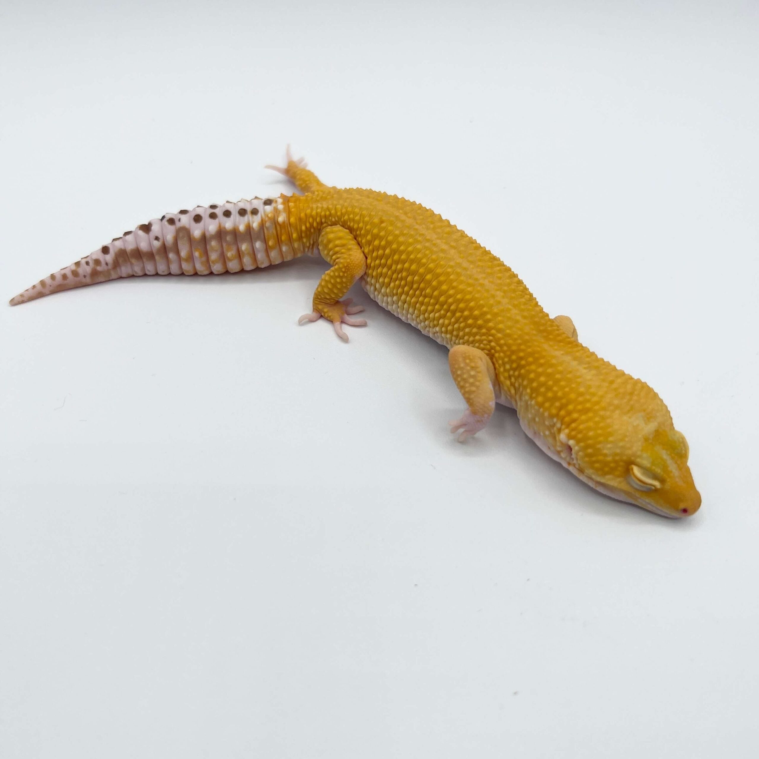 ヒョウモントカゲモドキ SHエクストリームエメリン