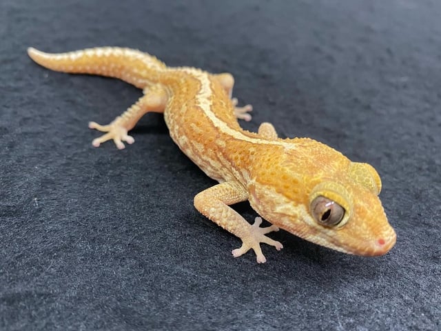 ソメワケササクレヤモリ