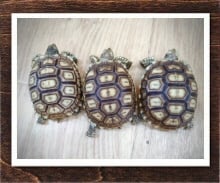 ケヅメリクガメ