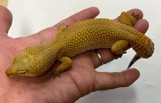 ハイポタンジェリンジャングル