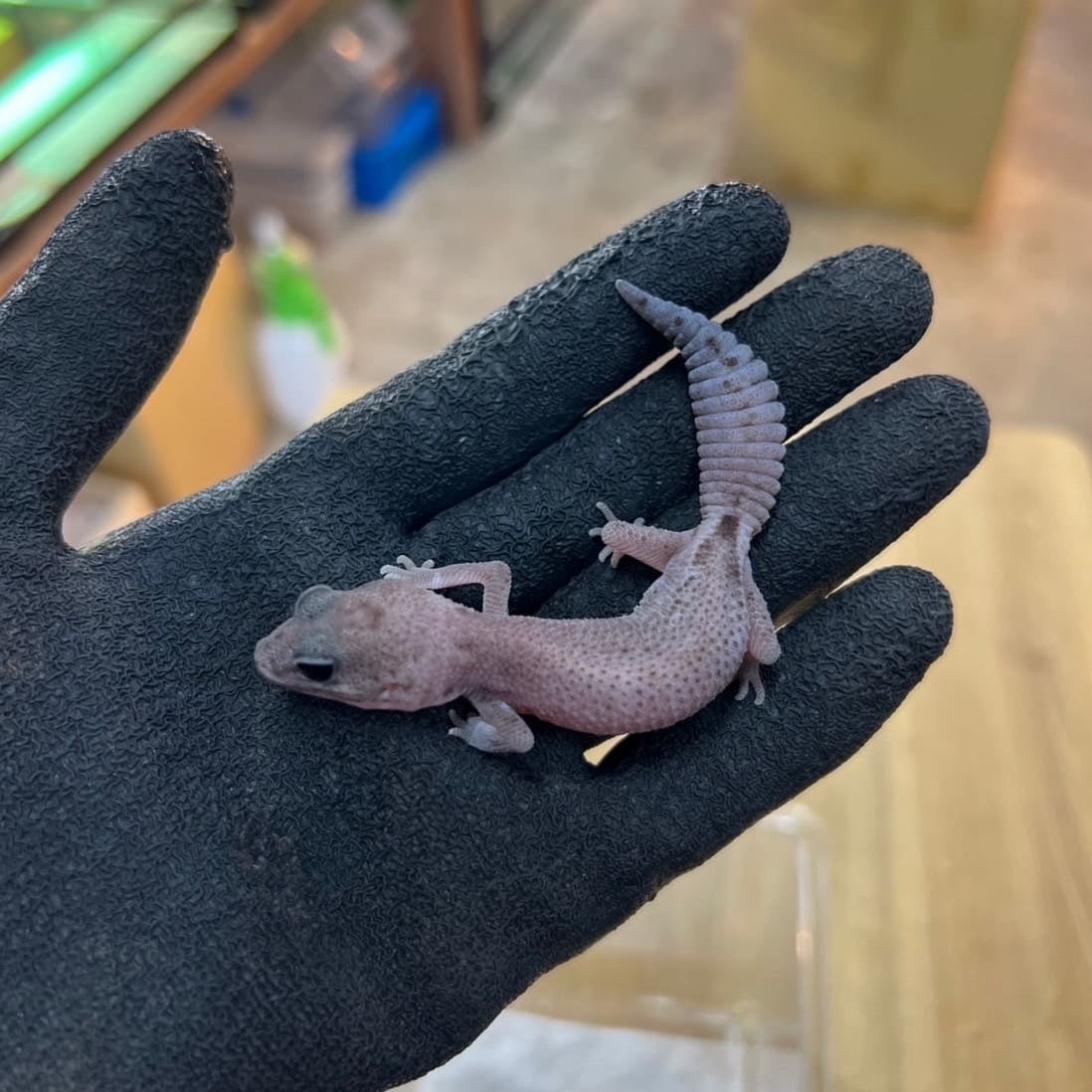ニシアフリカトカゲモドキ オレオパターンレスhetゴースト