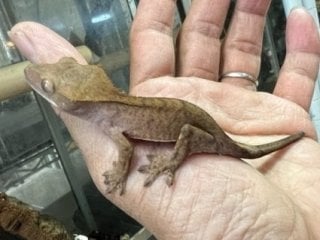 パターンレス
