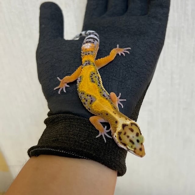 レッドストライプ