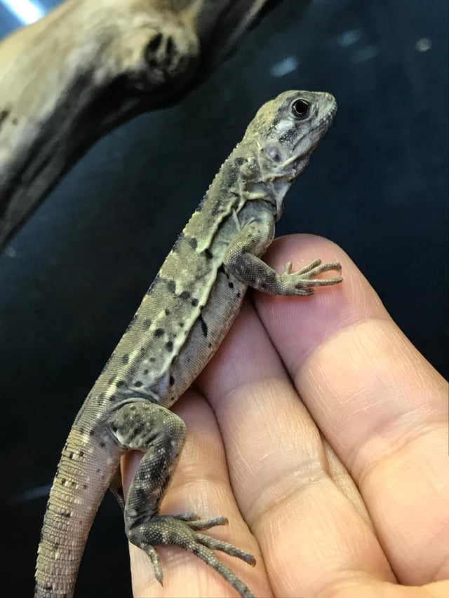 イグアナ