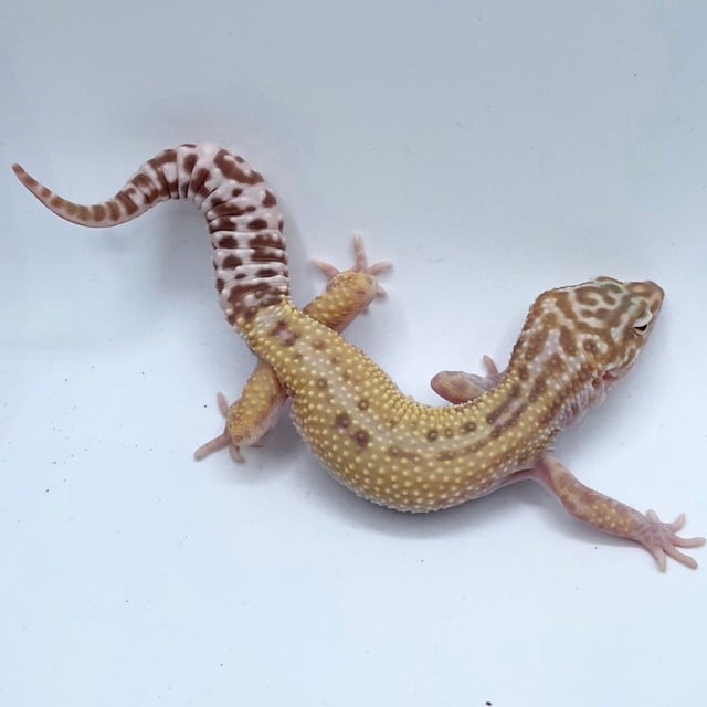 スノー