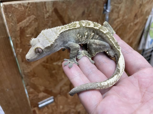 ダークカラー
