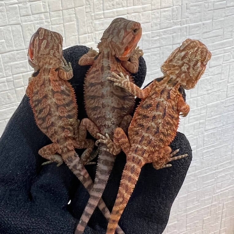 フトアゴヒゲトカゲ ダークレッドクロス