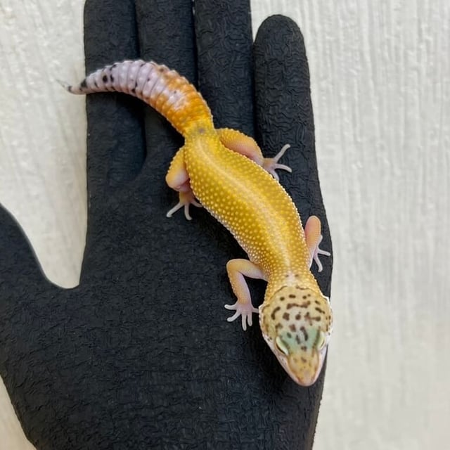ボールドタンジェリン