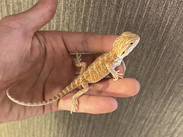 レッド