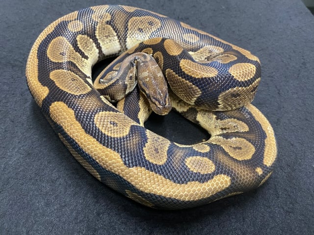 ファントム