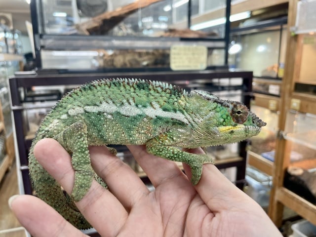 ノシベ