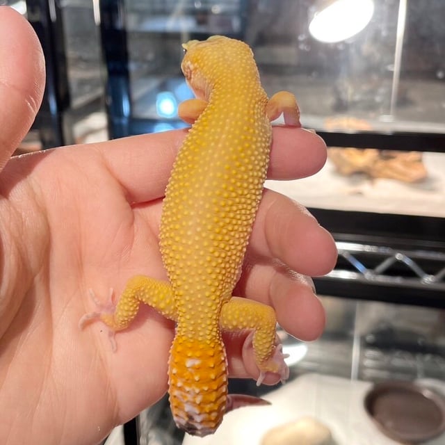 サングロー