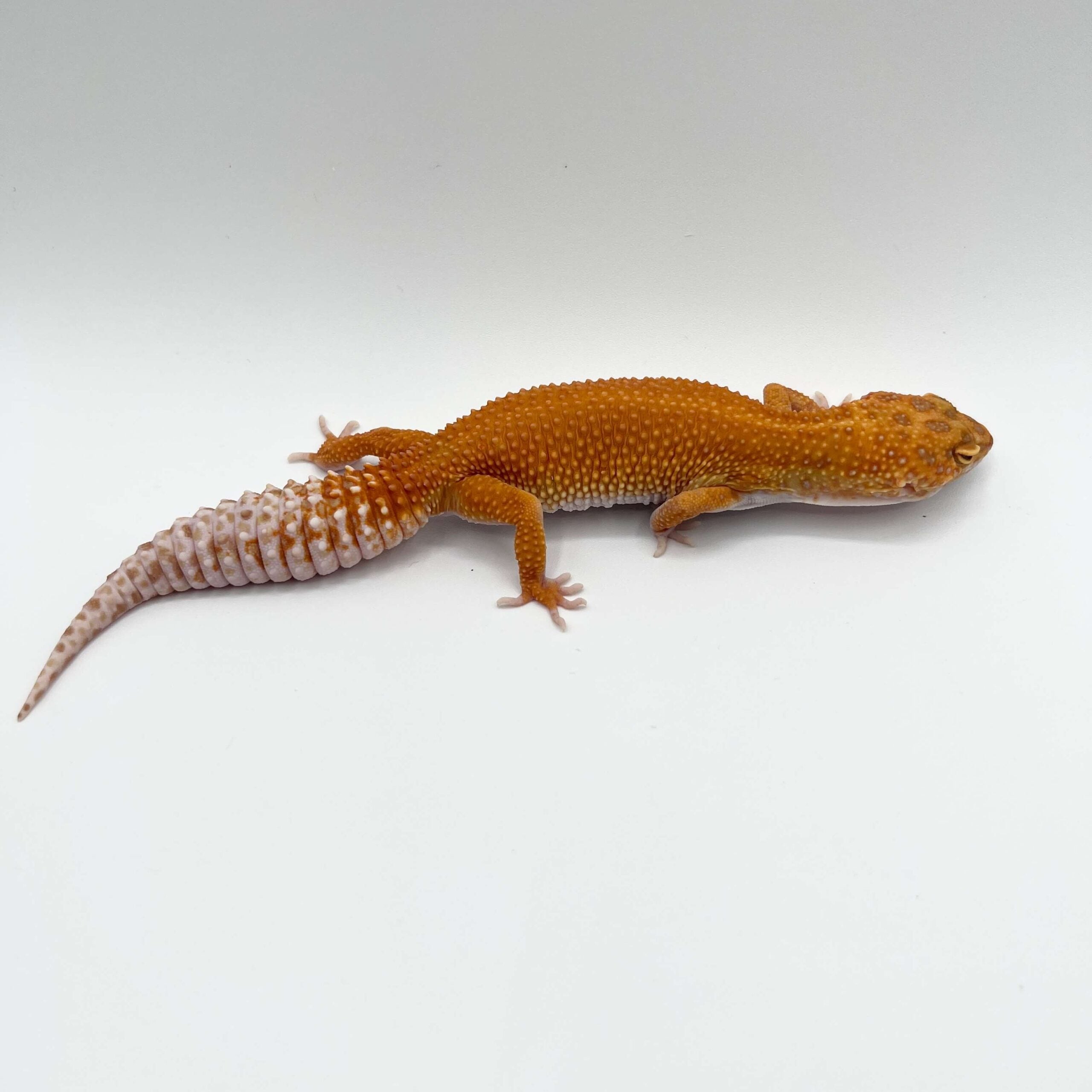 ヒョウモントカゲモドキ ボールドタンジェリンレッド