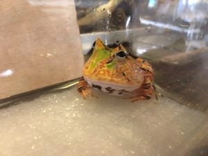 グリーンバック