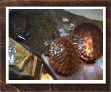 サウスイリアンカブトガメ