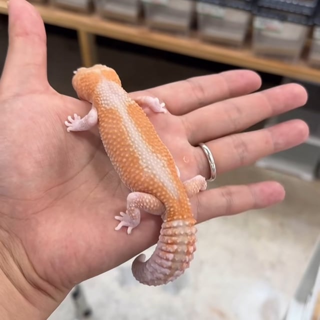 アメルズールー