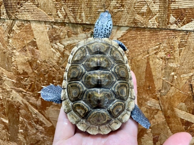 コンセントリック