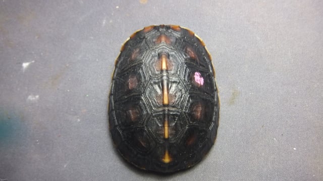 セマルハコガメ