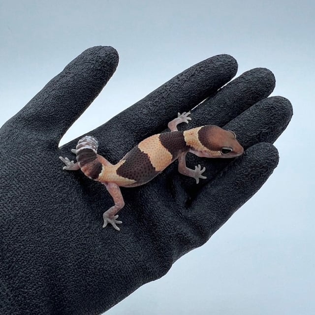 hetゴーストオレオズールー