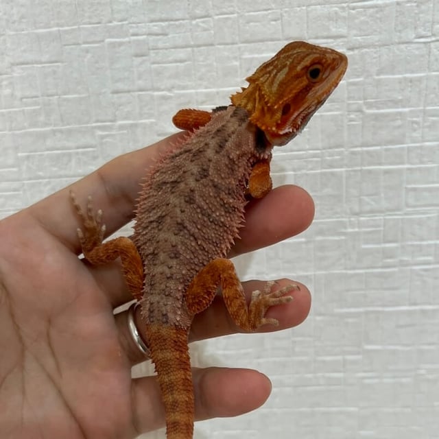 ダークレッド