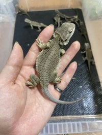フトアゴヒゲトカゲ Zero