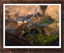 ウォータードラゴン