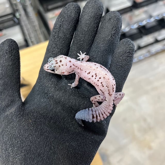 ホワイトオレオパティ