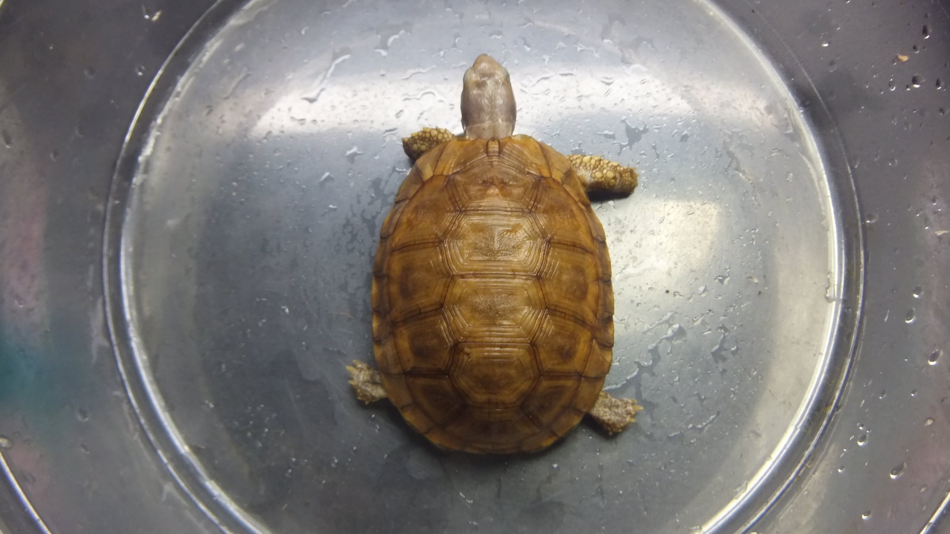 ベルセオレガメ 